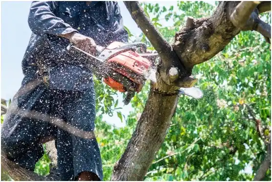 tree services Rush Valley